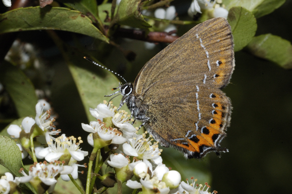 Satyrium pruni ??